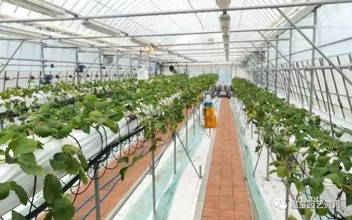 我國代表參加第七屆中日韓設施園藝與植物工廠學術研討會