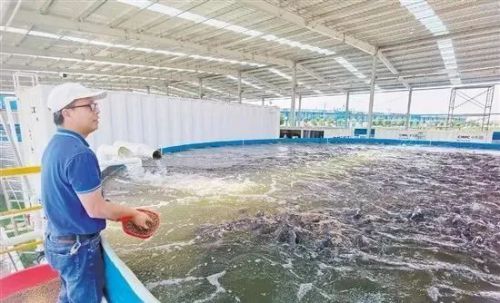 中集漁業 黑科技加持 水產養殖告別 靠天吃飯